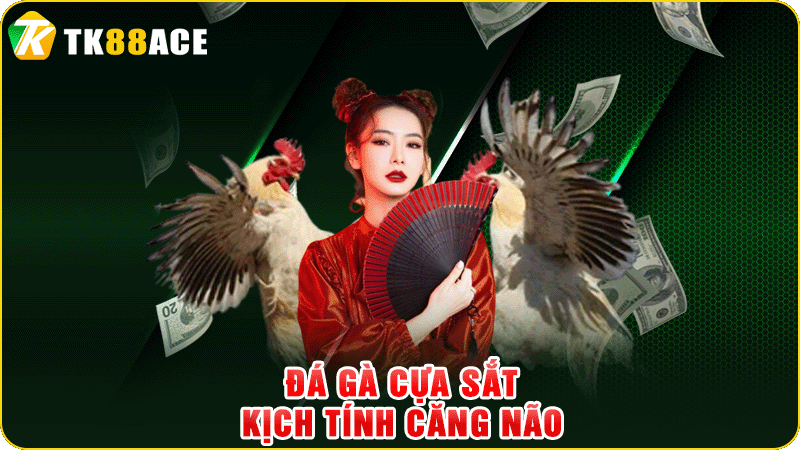 đá gà cựa sắt - kịch tính căng não