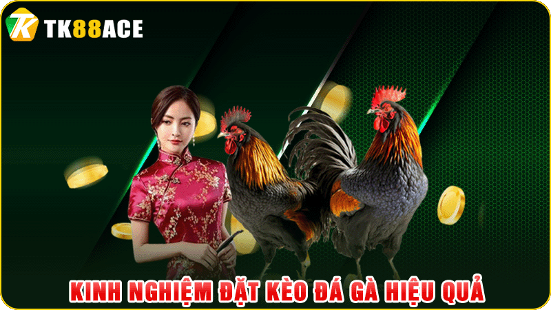 kinh nghiệm đặt kèo đá gà hiệu quả
